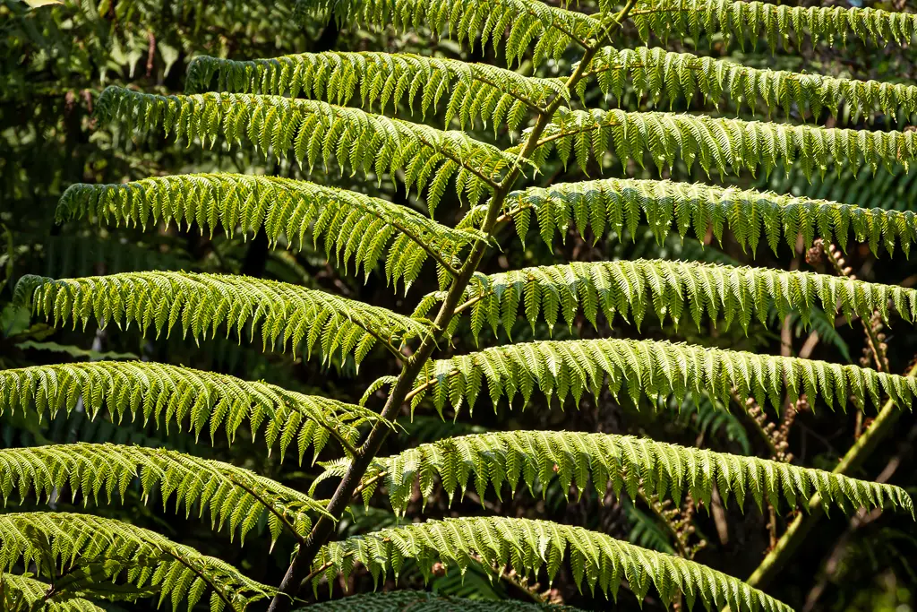 Detailed green fern from Aotearoa.