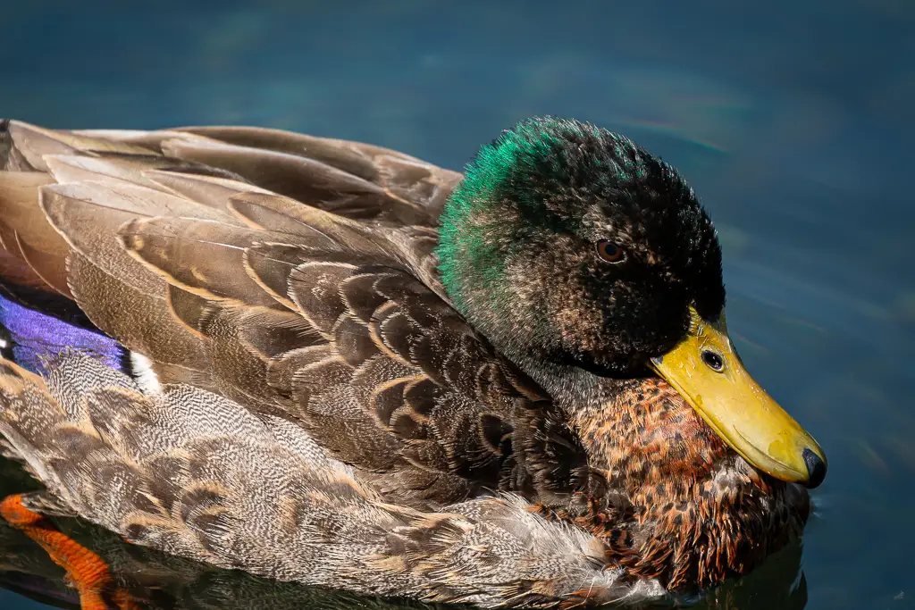 Mallard Duck (Male). Aotearoa.