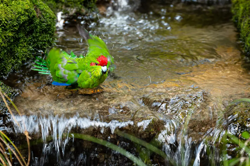 Red-Crowned Parakeet. Rainbow Springs. Rotorua. Aotearoa.